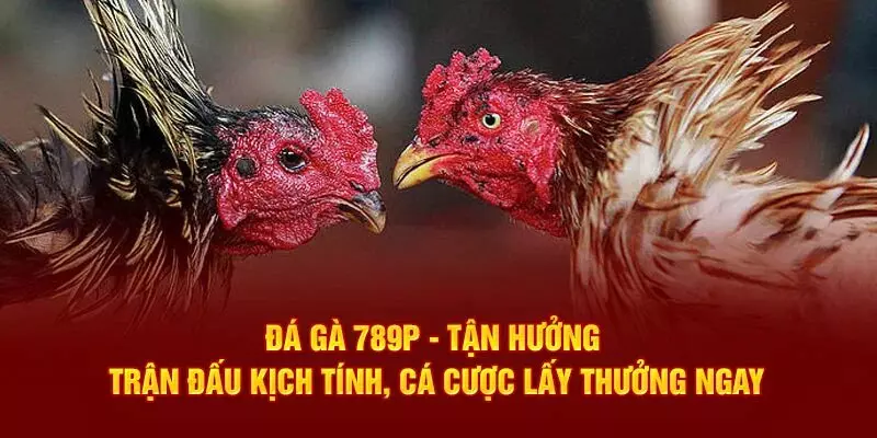 Sảnh đá gà độc đáo thu hút hội viên