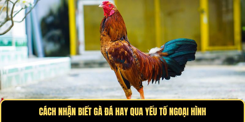 Cách nhận biết gà đá hay qua yếu tố ngoại hình