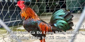 cách nuôi gà lông bóng mượt