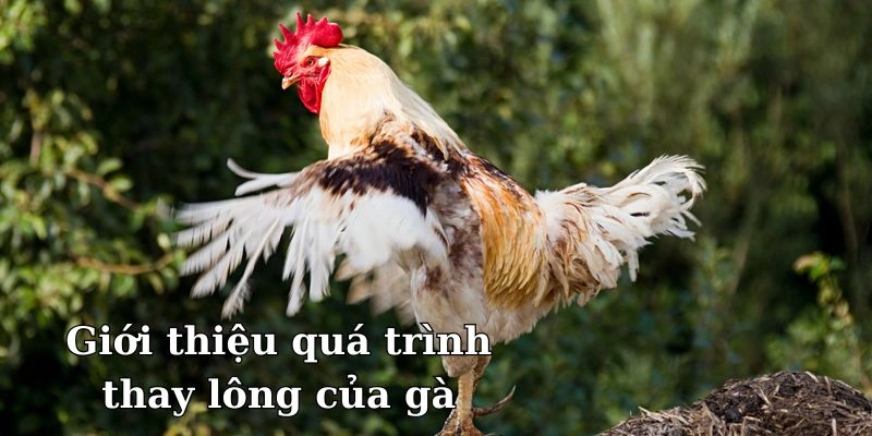 Giới thiệu quá trình thay lông của gà