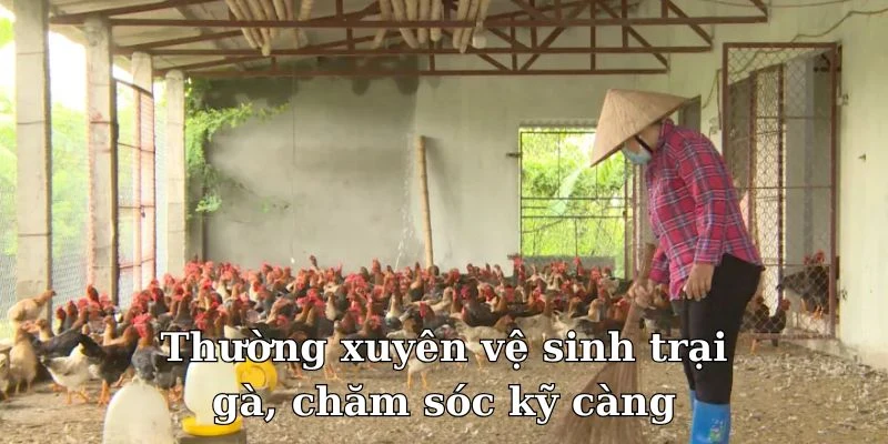 Thường xuyên vệ sinh trại gà, chăm sóc kỹ càng